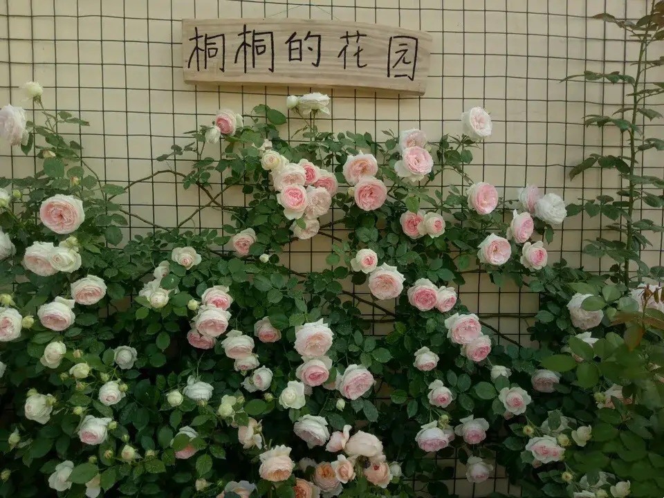 1667805543131585.jpg 冬季藤本月季这样拉枝造型,春季轻松爆花