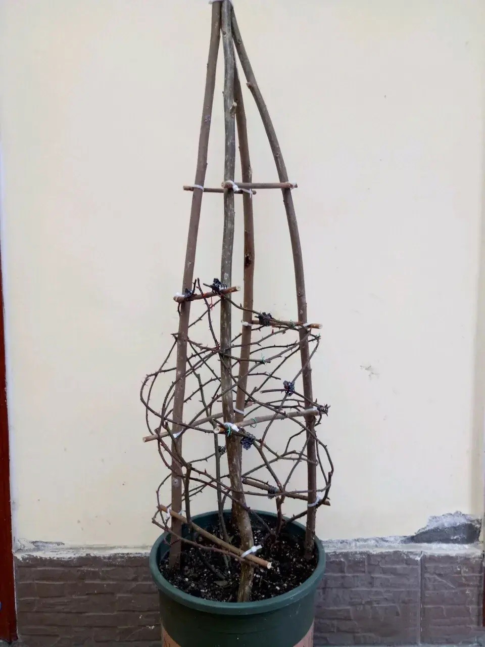 1667805557977860.jpg 冬季藤本月季这样拉枝造型,春季轻松爆花