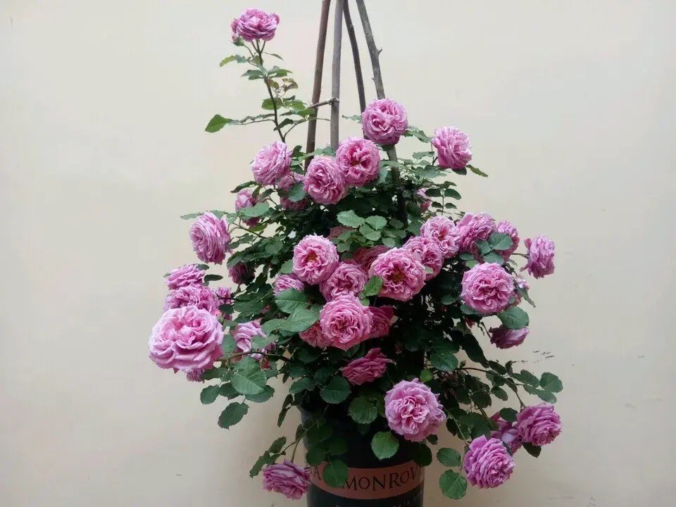 1667805599119425.jpg 冬季藤本月季这样拉枝造型,春季轻松爆花
