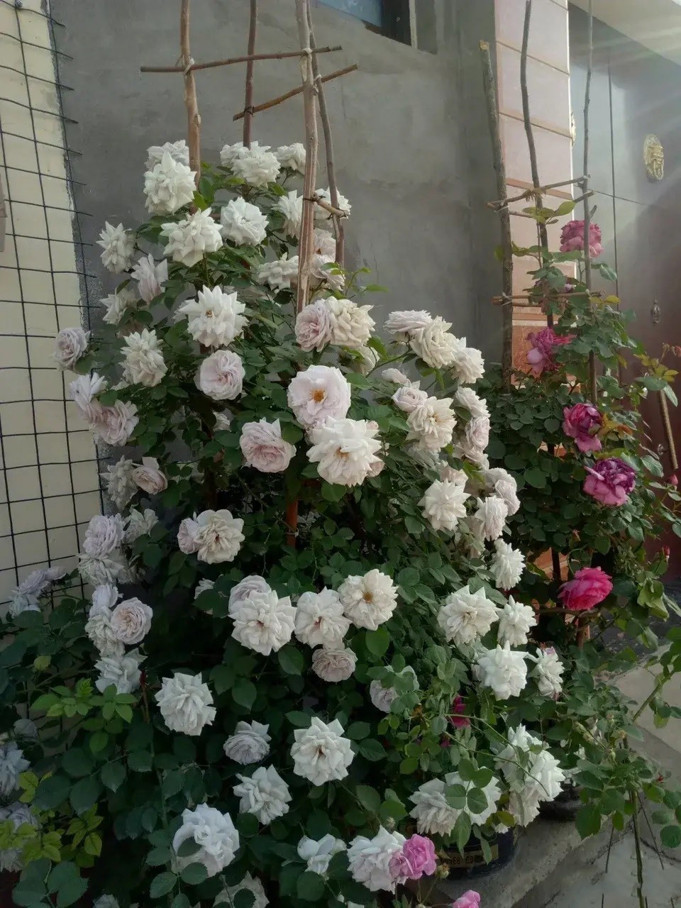 1667805620611280.jpg 冬季藤本月季这样拉枝造型,春季轻松爆花