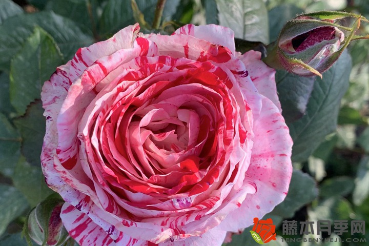 1667896768665231.jpg 四季开花的花卉有哪些