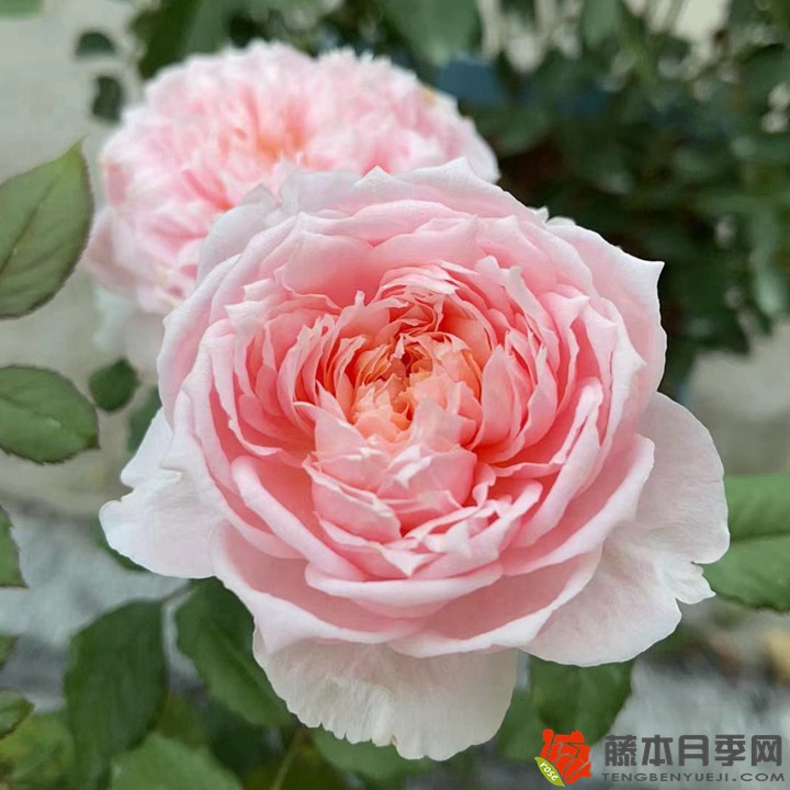 1667962002343783.jpg 春夏秋冬一年四季月季施肥攻略