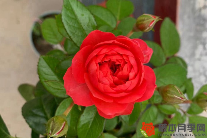 1667963942248344.jpg 月季花冬季养护的三点注意事项