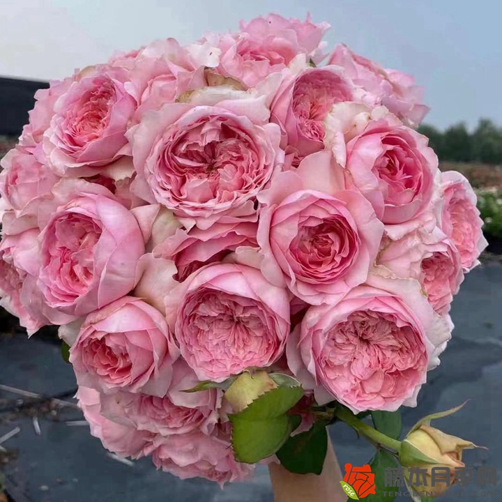 1667964098383728.jpg 冬季种植月季花小苗需要注意些什么?