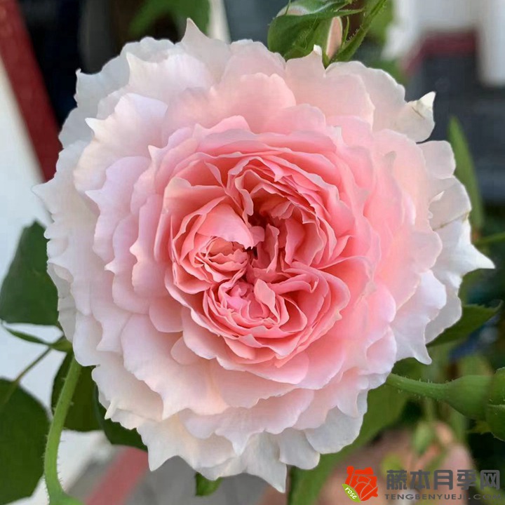 1667964098529140.jpg 冬季种植月季花小苗需要注意些什么?