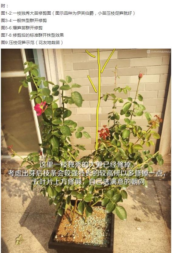 月季盲枝是什么原因造成的?