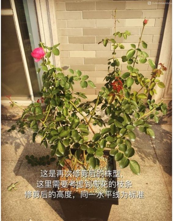 月季盲枝是什么原因造成的?