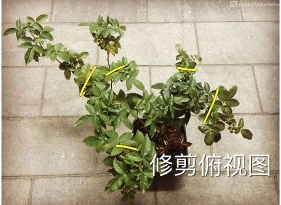 月季盲枝是什么原因造成的?