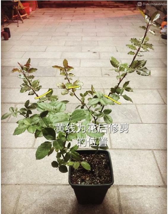 月季盲枝是什么原因造成的?