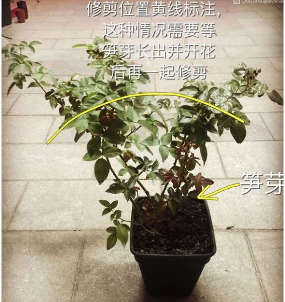 月季盲枝是什么原因造成的?