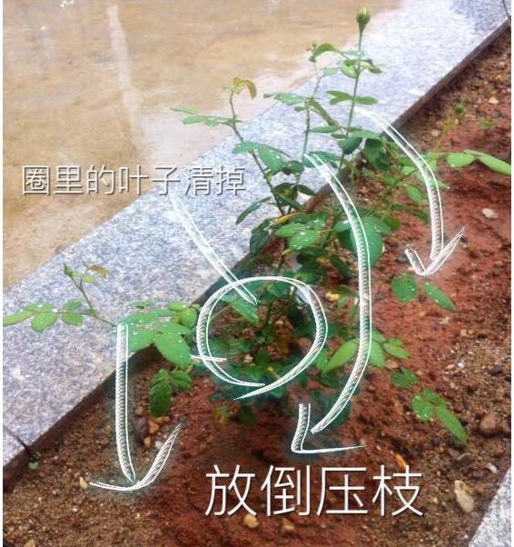 月季盲枝是什么原因造成的?