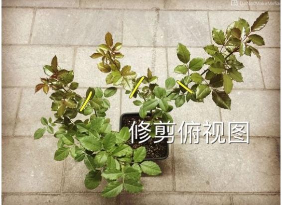 月季盲枝是什么原因造成的?