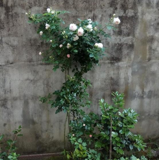 克里斯蒂娜公爵夫人月季怎么样?