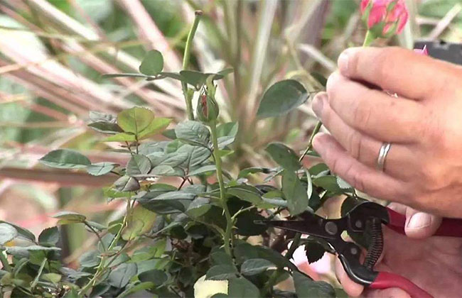 月季修剪 月季花花后修剪方法及注意事项