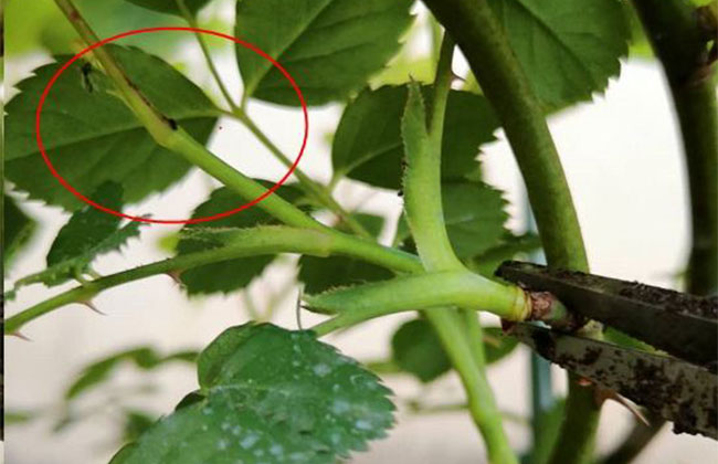 月季修剪 月季花花后修剪方法及注意事项