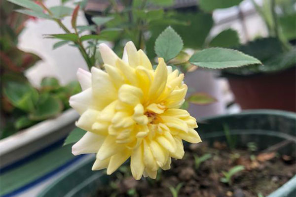 月季花怎么种植?月季花栽培和种植方法 如何种植月季花,月季花的种植技巧