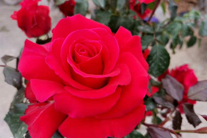 1668057977717895.jpg 如何提高月季花的抗病能力