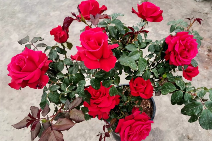1668057977894009.jpg 如何提高月季花的抗病能力