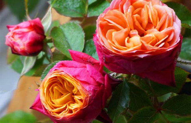 月季花根怎么种植?月季花栽培技术 月季花裸根苗怎么种