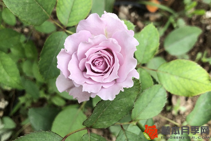 1668067508490237.jpg 月季花嫁接如何选择接穗?