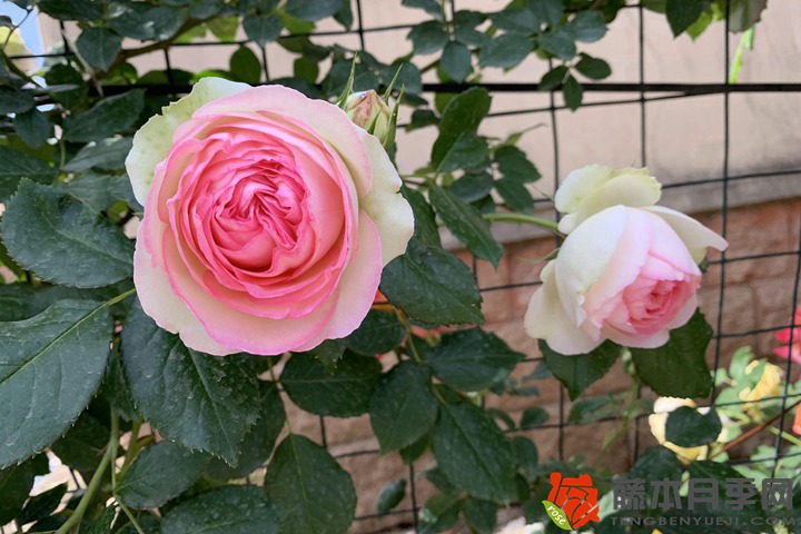 1668127228667463.jpg 粉色龙沙宝石月季的爆花方法
