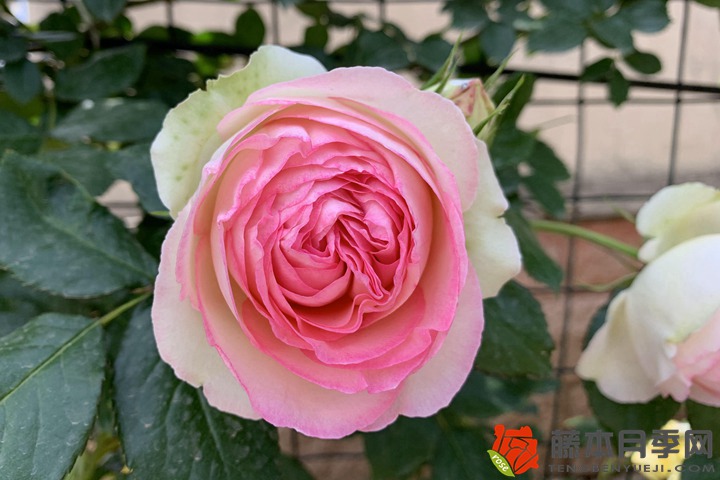 1668127228692022.jpg 粉色龙沙宝石月季的爆花方法