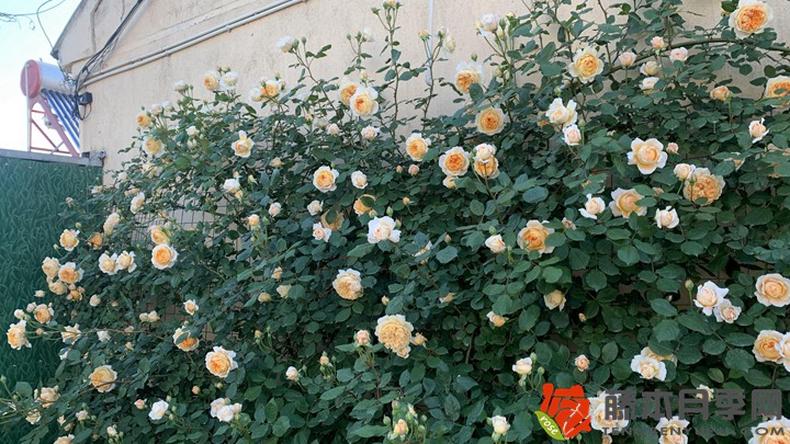 1668132485486049.jpg 月季花墙怎季打造