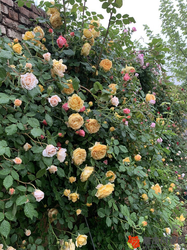 1668132485929785.jpg 月季花墙怎季打造