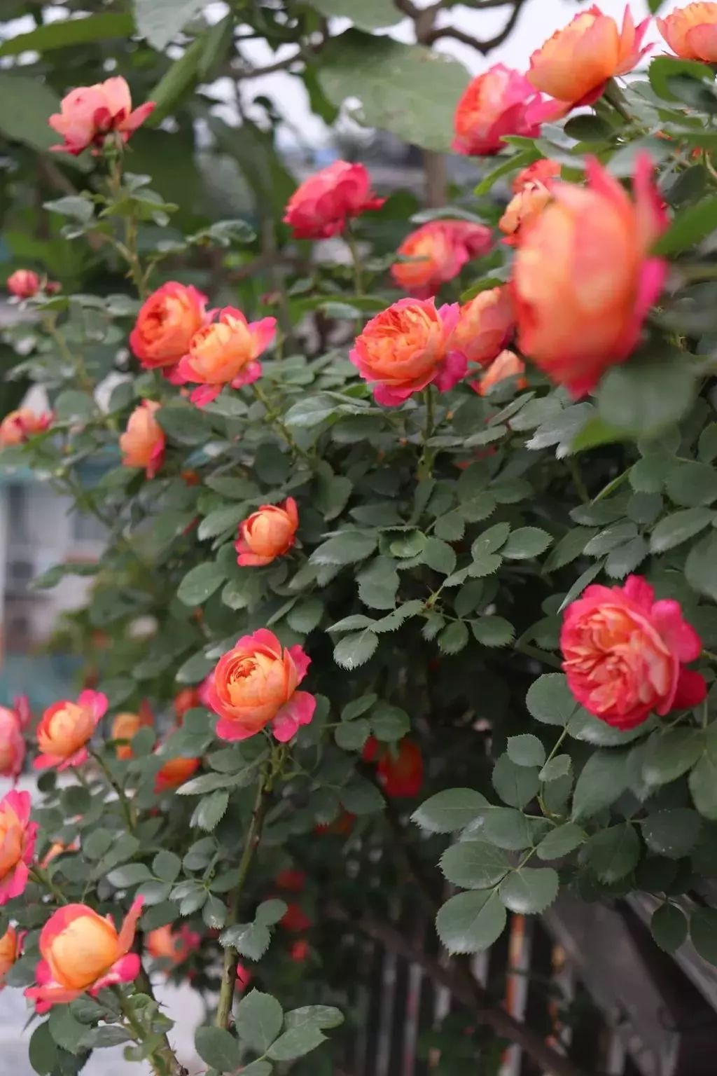 1668137375360345.jpeg 手把手教你打造月季花墙和花柱(2/4)