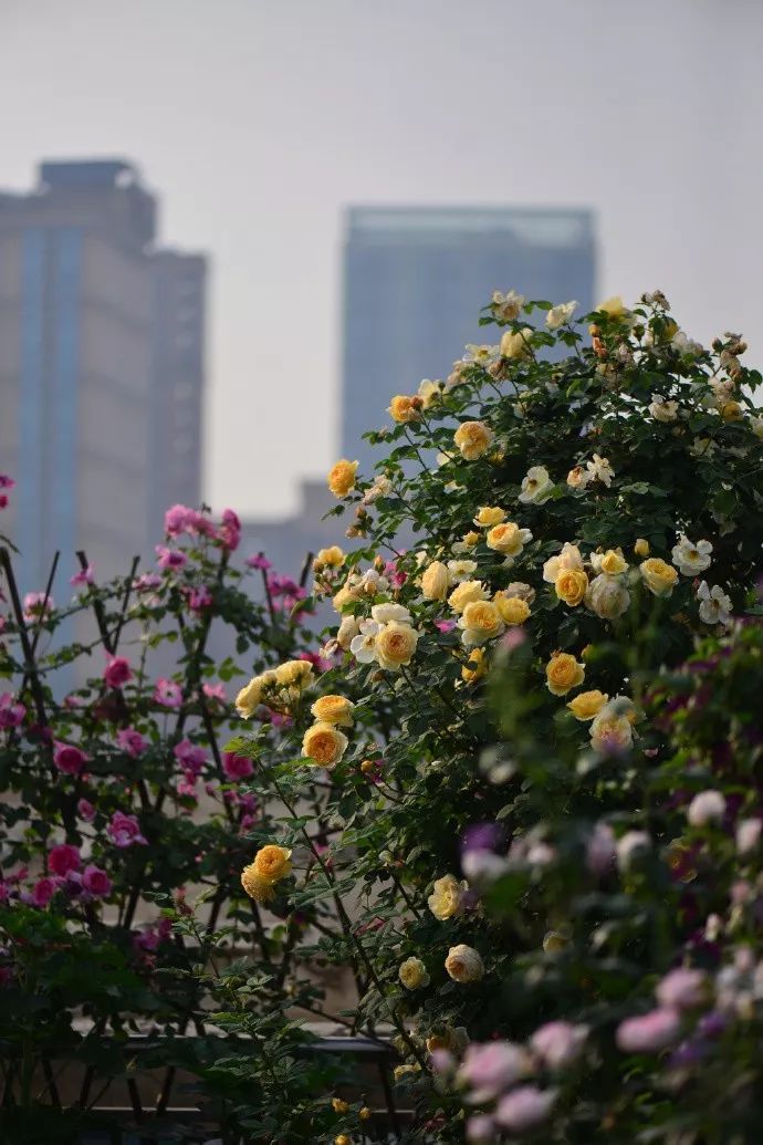 1668137422142496.jpeg 手把手教你打造月季花墙和花柱(2/4)