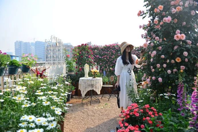 1668137499681505.jpeg 手把手教你打造月季花墙和花柱(3/4)