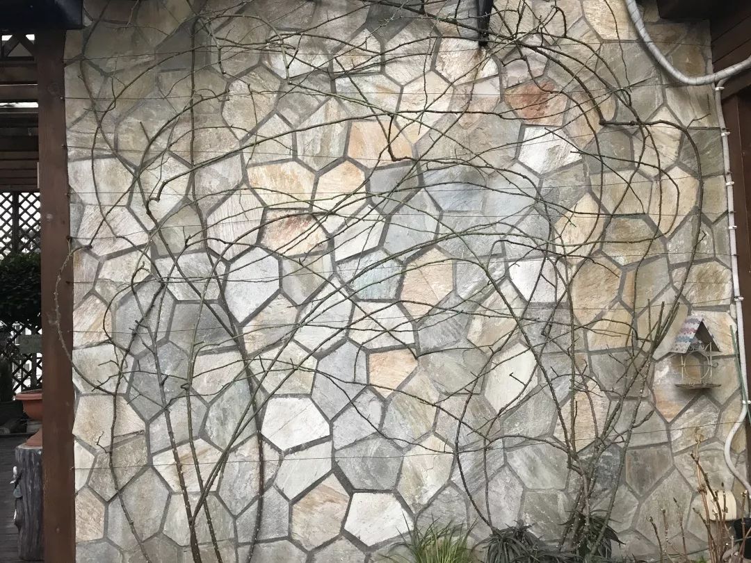 1668137526771959.jpeg 手把手教你打造月季花墙和花柱(3/4)