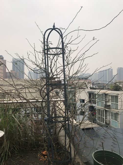 1668137550452344.jpeg 手把手教你打造月季花墙和花柱(3/4)