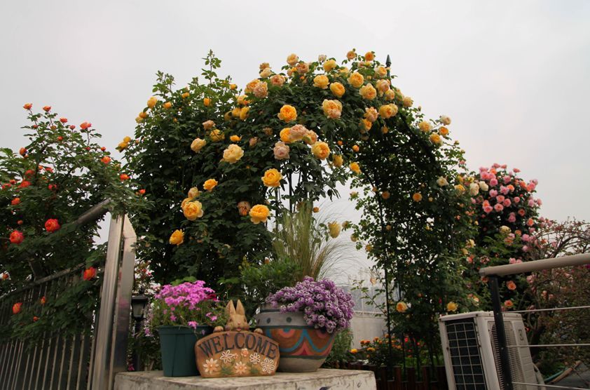 1668137620477220.jpeg 手把手教你打造月季花墙和花柱(3/4)
