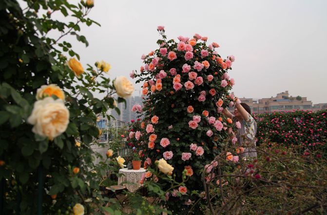 1668137672406940.jpeg 手把手教你打造月季花墙和花柱(3/4)