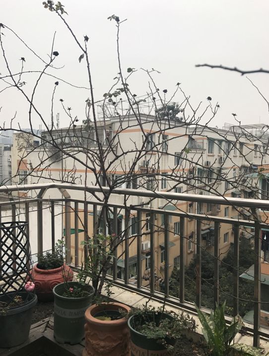 1668137693811990.jpeg 手把手教你打造月季花墙和花柱(3/4)