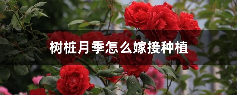 树桩月季怎么嫁接种植 树状月季的嫁接方法