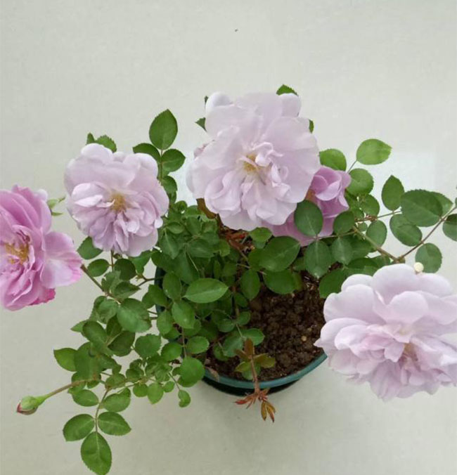 蓝色阴雨 蓝色阴雨月季的养护方法