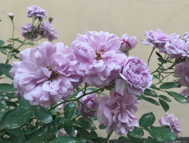 蓝色阴雨 蓝色阴雨月季的养护方法