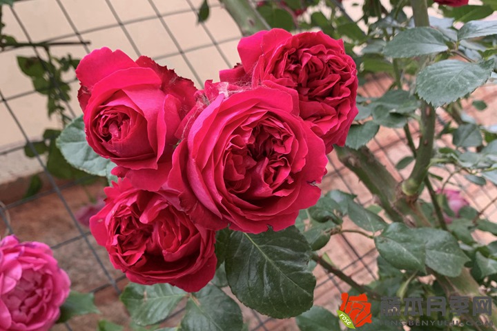 1668230092629713.jpg 月季夏季施肥六个不要