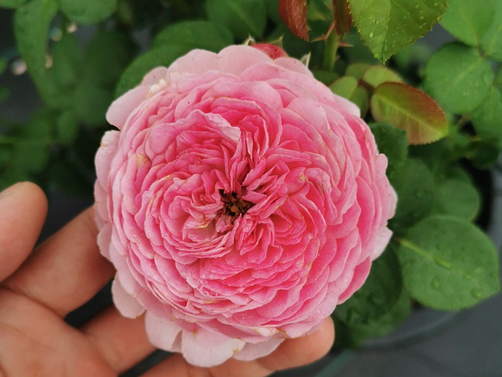 1668386078400507.jpg 夏季月季花残花修剪养护