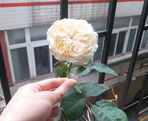 朱丽叶月季值不值得种,有啥优缺点