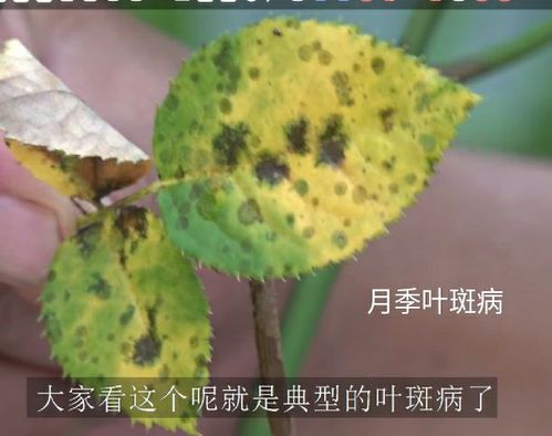 1668730193485688.jpeg 月季花叶斑病的症状以及防治方法