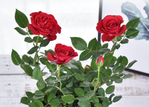 月季花可以水培吗