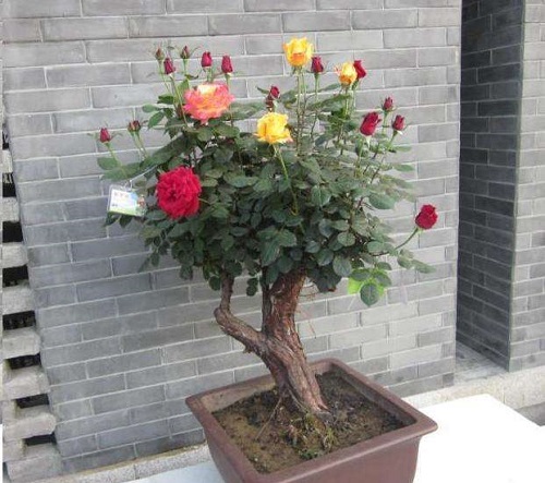 月季老桩怎么养长的好