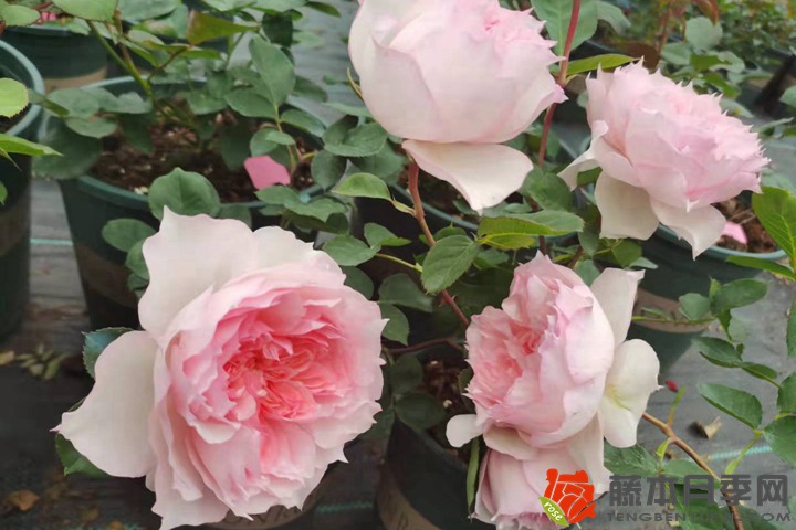 1669105511210382.jpg 月季花越开越小是什么原因?
