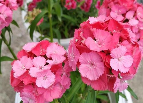 绣球花种植时间和详细方法