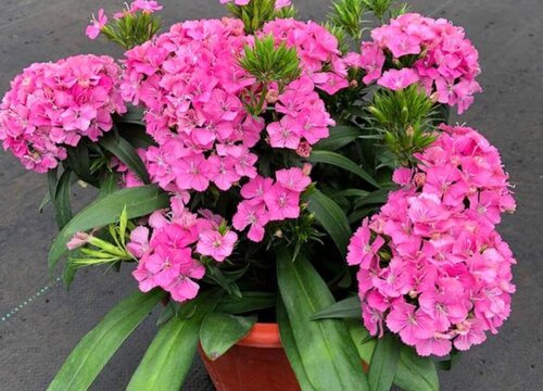 绣球花种植时间和详细方法