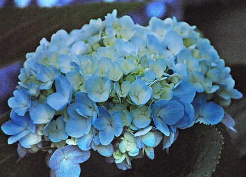 绣球花的生长环境要求