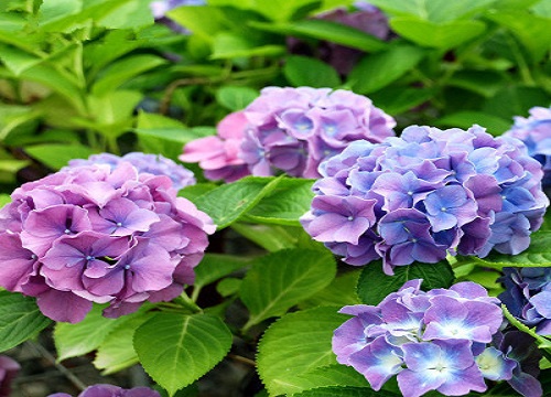 绣球花耐热吗?